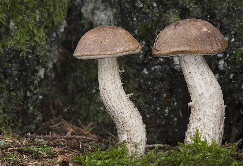 Leccinum brunneogriseolum